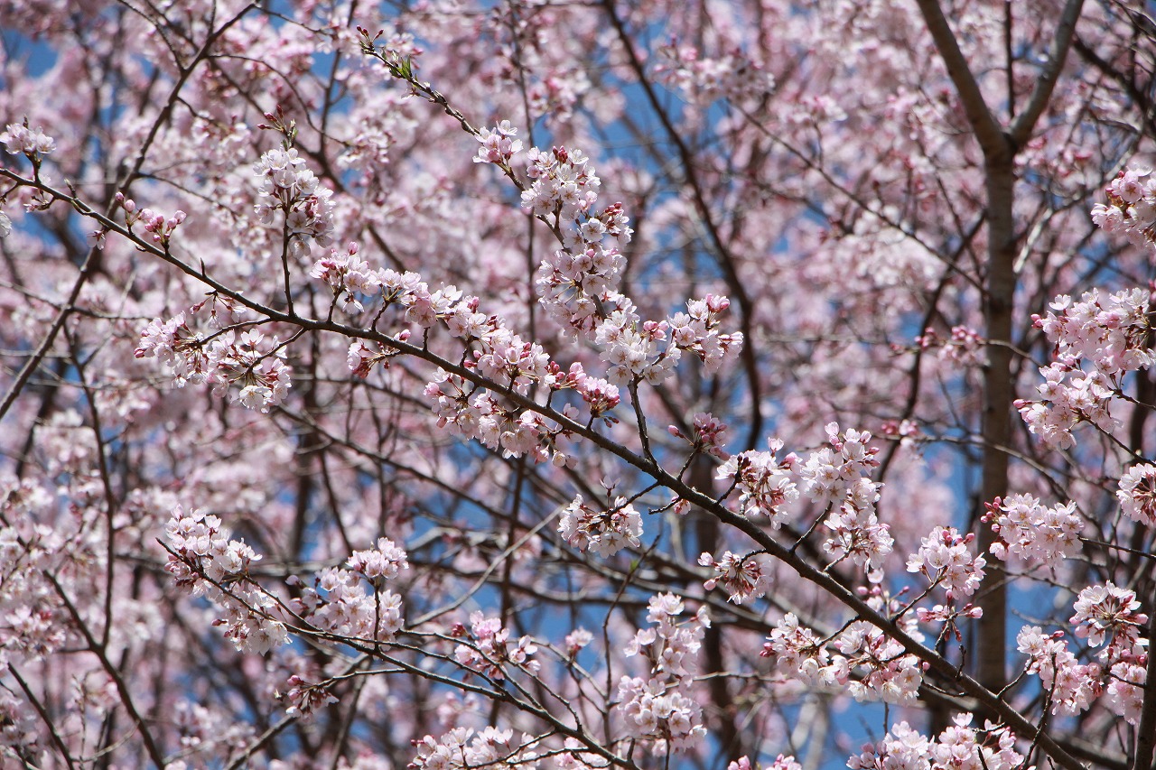 枝いっぱいに咲いている桜