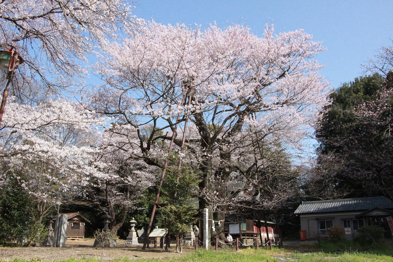 3月30日満開のエドヒガン