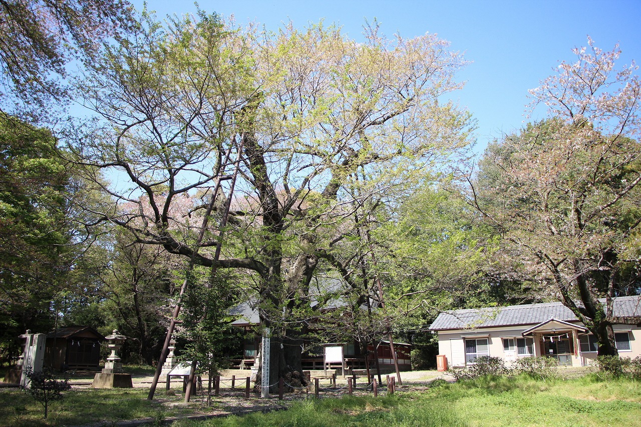 4月7日散り果てたエドヒガンの写真